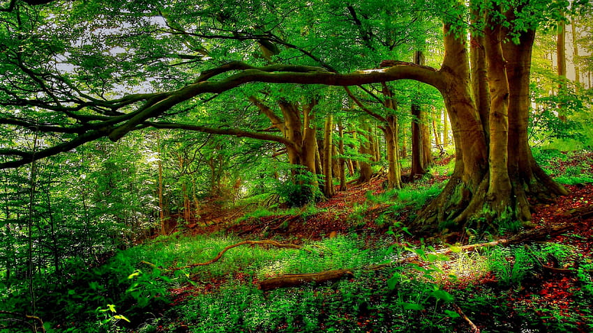 Landscape Trees New Forest Background Trees Tree Nature Wallp K HD wallpaper