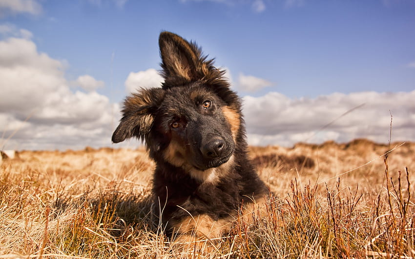 Изглед отпред на куче, лято, трева, лятно кученце HD тапет