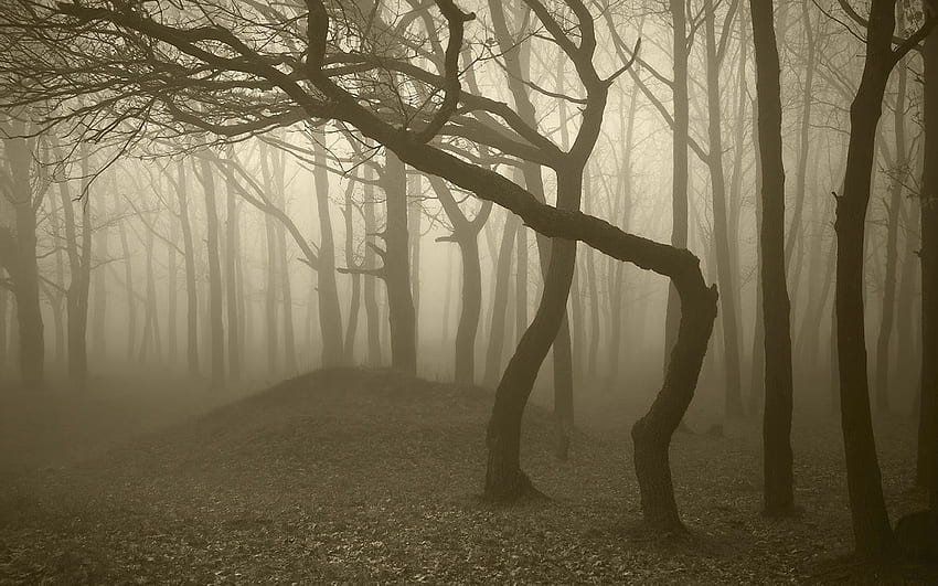 ธรรมชาติ ต้นไม้ ป่า หมอก ลำต้น หมอกควัน มืดมน โค้ง สีเทา Greyness วอลล์เปเปอร์ HD