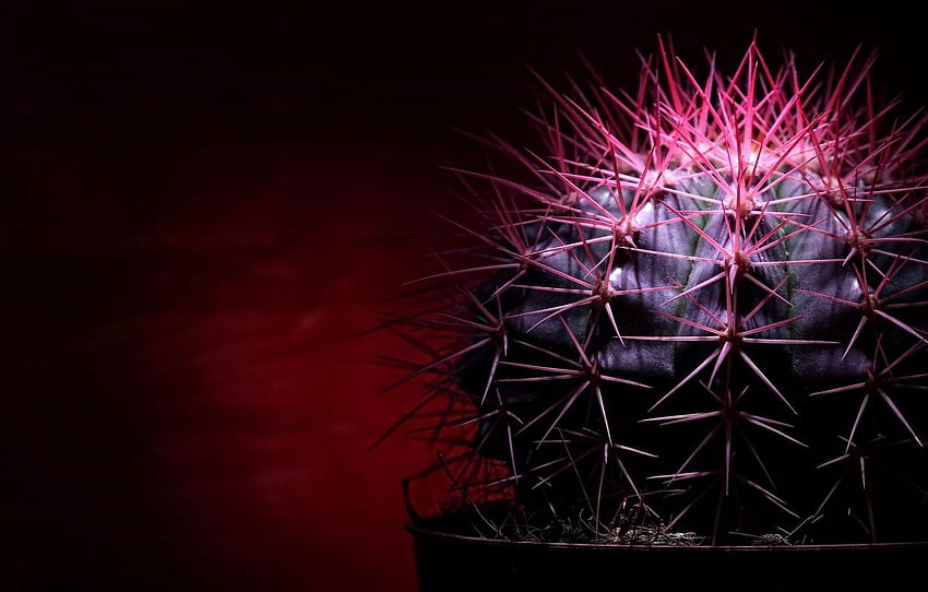 needle, the dark background, cactus, spikes, red light, macro for , section минимализм, Black Cactus HD wallpaper