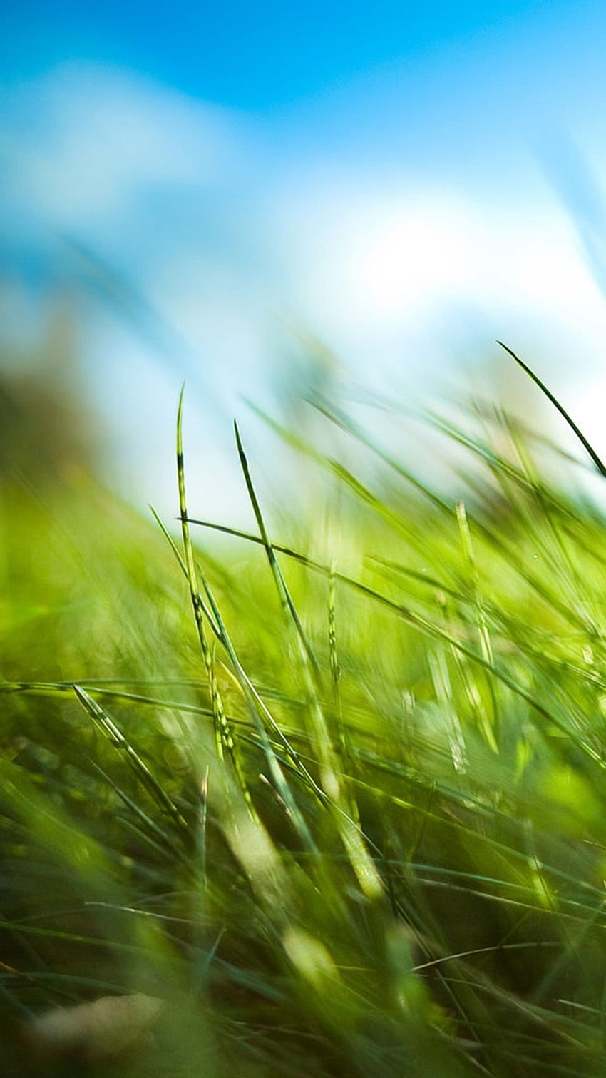 iPhone . Green, Nature, Grass, Vegetation, Sky, Blue HD phone wallpaper