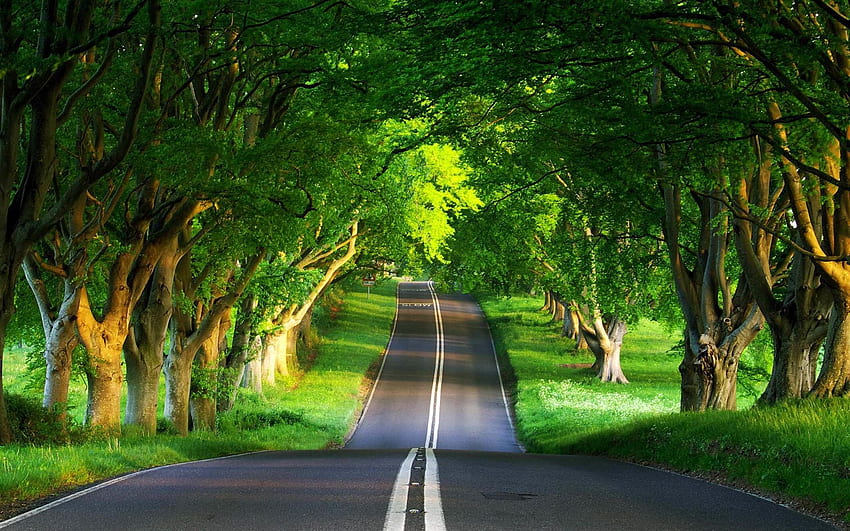 Hilly Road & Thick Trees . Hilly Road & Thick Trees stock HD wallpaper