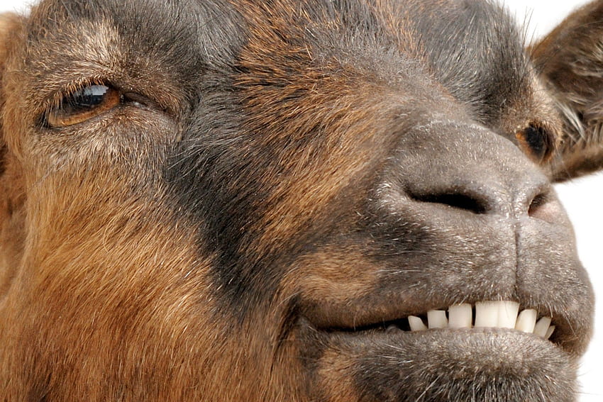 Goat :, Funny Goat HD wallpaper