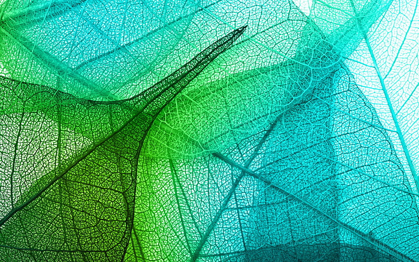 folhas, azul, abstrato, verde, transparente, textura, outono, folha, veias papel de parede HD