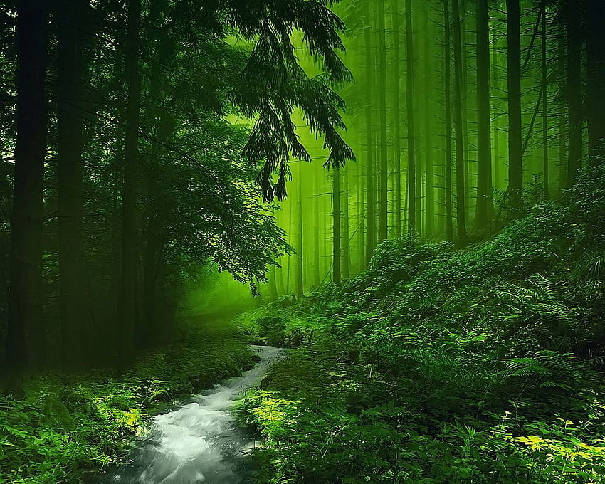 Un río claro en el bosque verde, verde fondo de pantalla