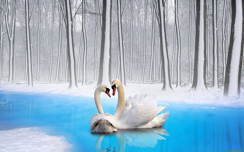 Animals, Birds, Swans, Couple, Pair, Fidelity HD wallpaper