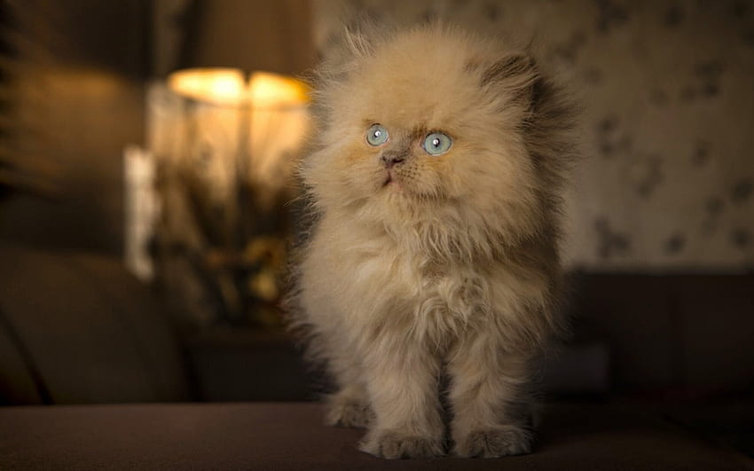 Kitten, sweet, animal, white, blue eyes, cute, cat, fluffy HD wallpaper