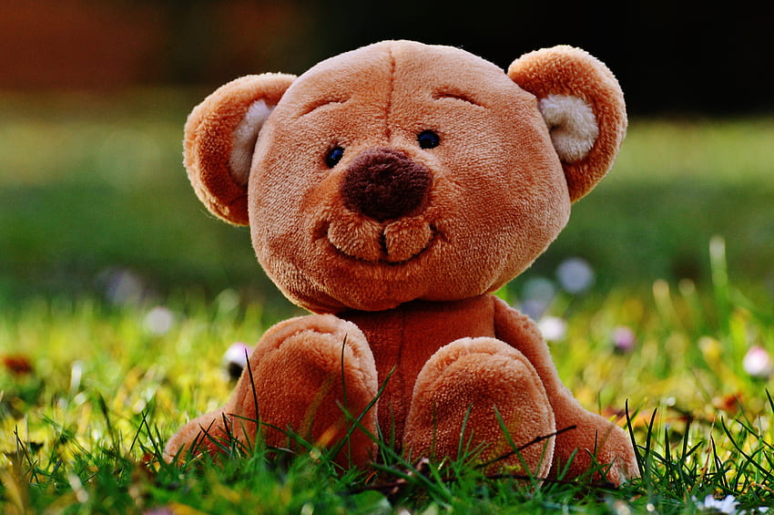 Gras, Teddybär, Verschiedenes, Sonstiges, Spielzeug HD-Hintergrundbild