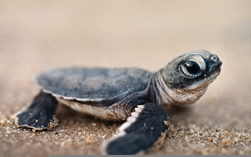 Baby Turtle, tartarugas, animais, praias papel de parede HD