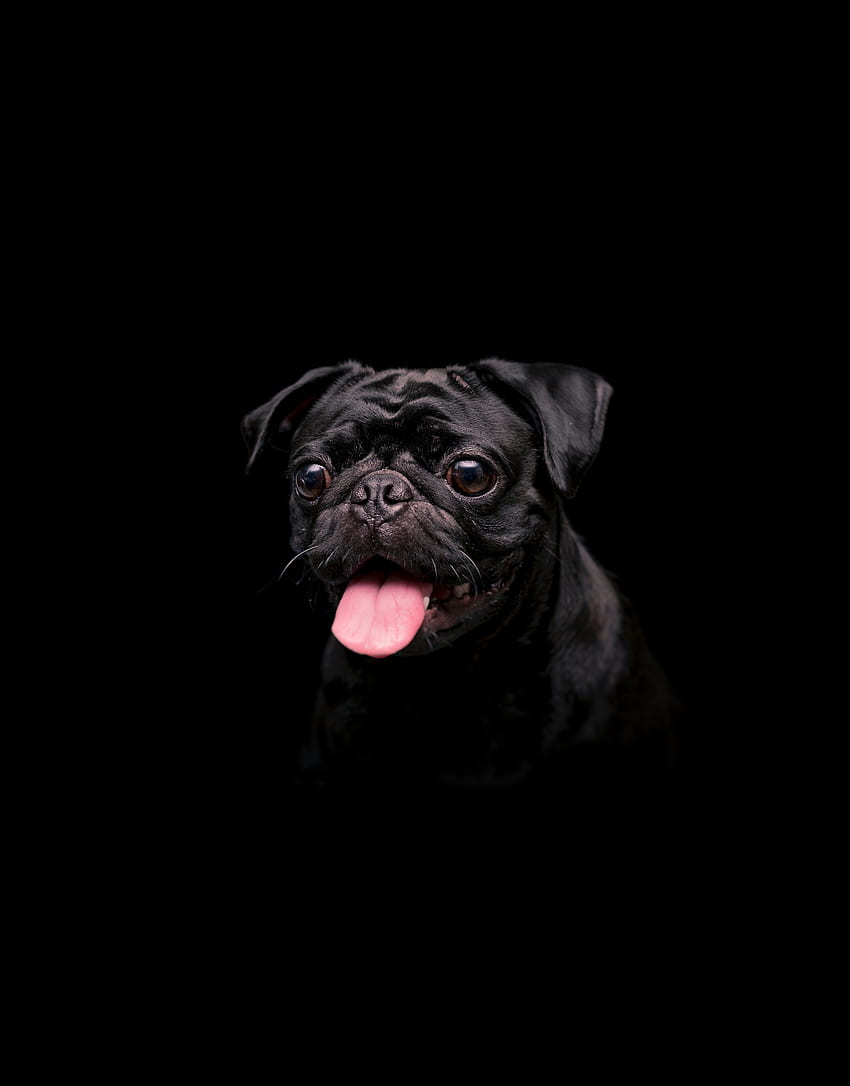 Черно сладко куче, животно HD тапет за телефон