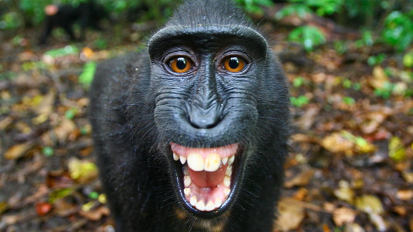 Macaco negro con cresta, mono negro fondo de pantalla