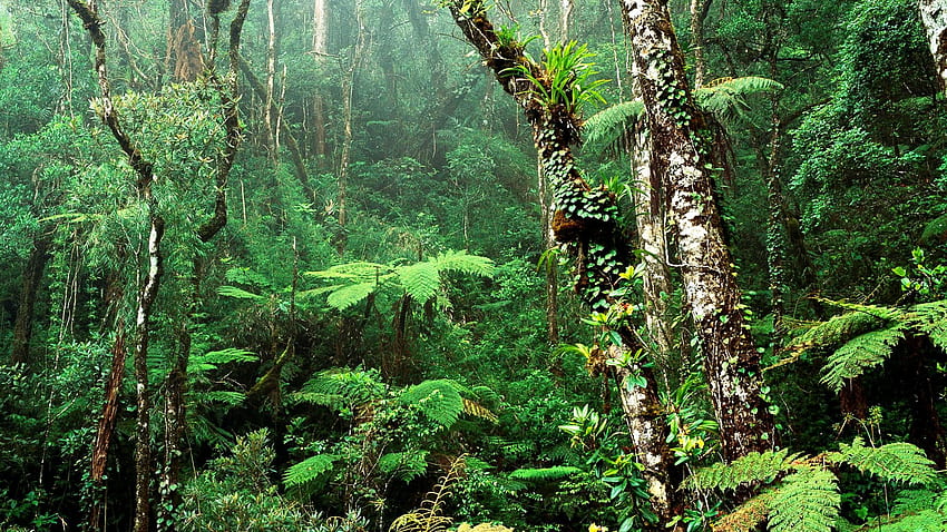 Rainforest 669434 - Indo Malaysia Tropical Rainforest - & Background HD wallpaper