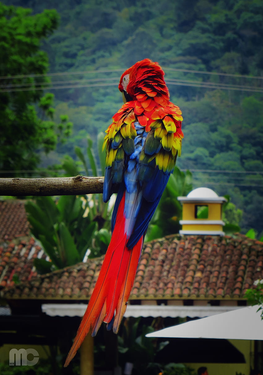 Animals, Parrots, Feather, Bird, Color, Macaw HD phone wallpaper