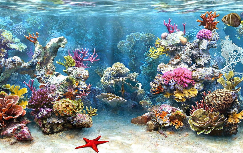 Recife de coral em, belo recife de coral papel de parede HD
