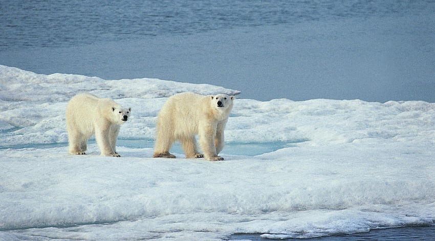 Kutup ayısı, ayı, kar, kutup, ursus, arktik, buz HD duvar kağıdı