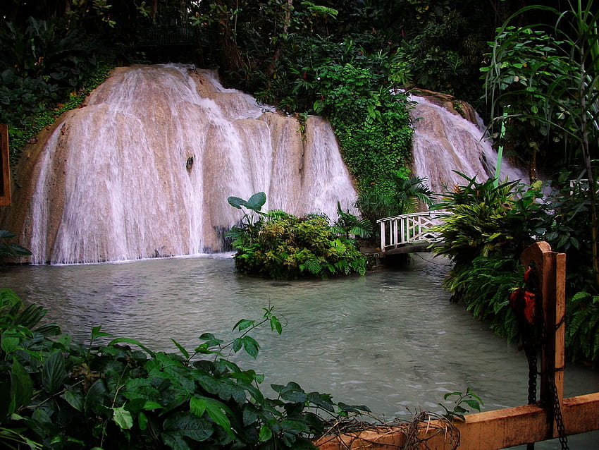 Cascade tropicale, plantes, eau, cascade, parc Fond d'écran HD