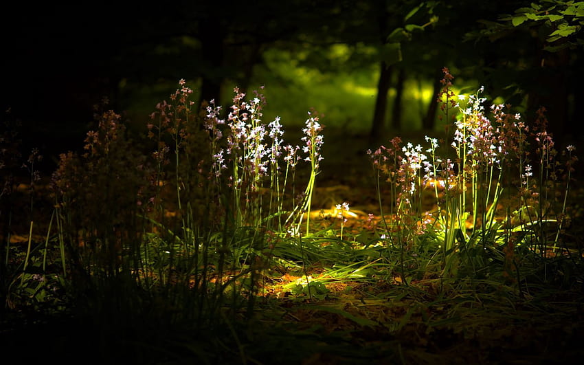 Nature, Flowers, Sprouts, Undergrowth HD wallpaper