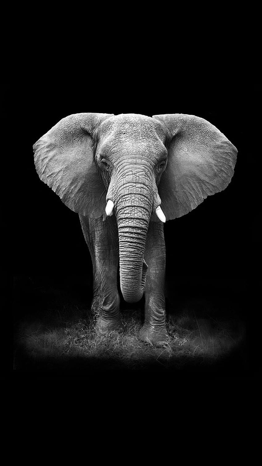 Everpix na temat iPhone'a!. Słoń, grafika słonia, tło słonia Tapeta na telefon HD