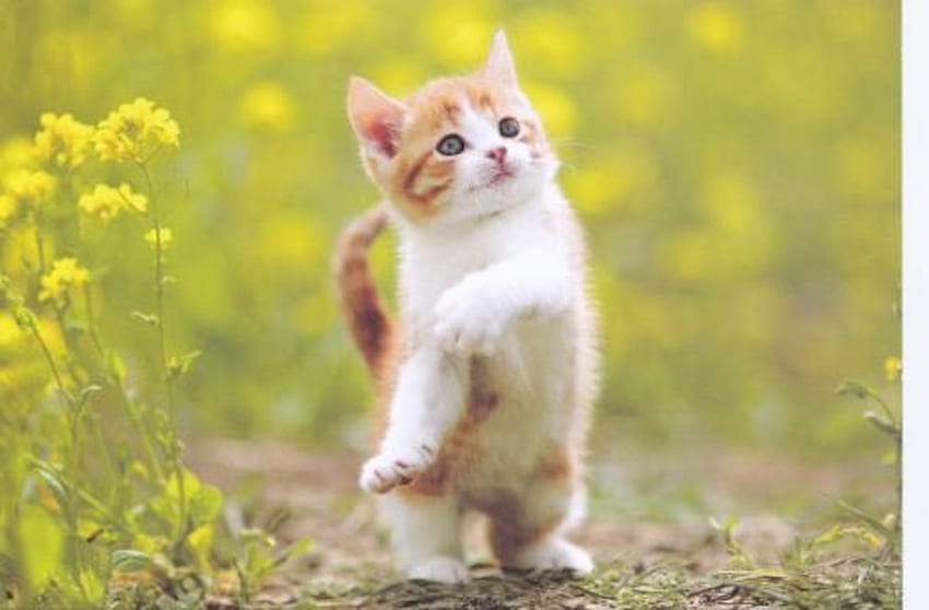 Cute Kitten, animal, kitten, meadow, cat, flowers HD wallpaper