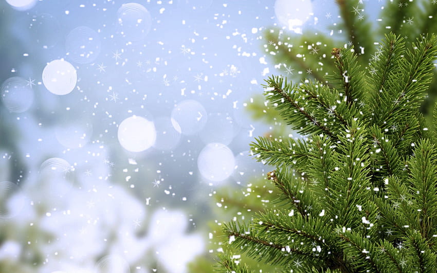 Natura, śnieg, drewno, drzewo, świerk, jodła Tapeta HD
