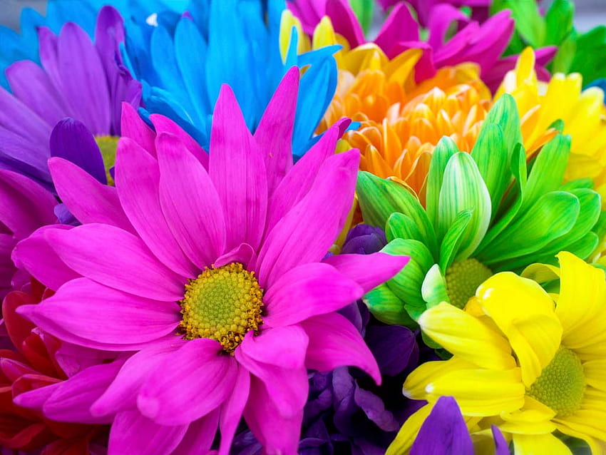 Bright Flowers Images  Free Download on Freepik
