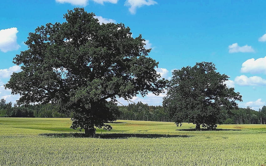 Oaks in Cornfield, trees, Latvia, oaks, field HD wallpaper