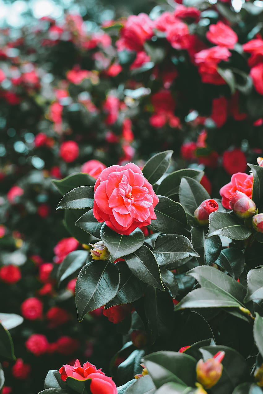 Flowers, Pink, Bush, Blur, Smooth, Spring HD phone wallpaper