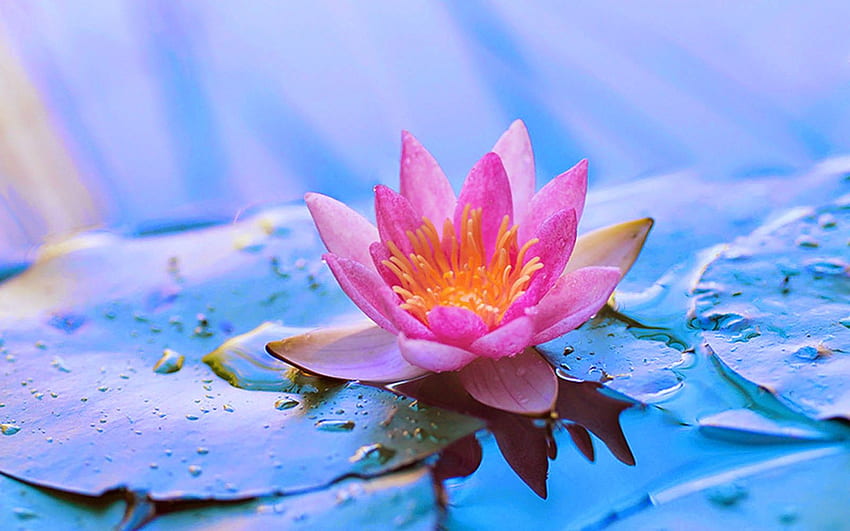 Desktop Wallpaper: Symbolism of the Lotus Flower | The Art of Integral  Being®