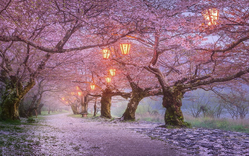 Japón, flor de sakura, linternas, primavera llena, árboles de sakura japoneses fondo de pantalla