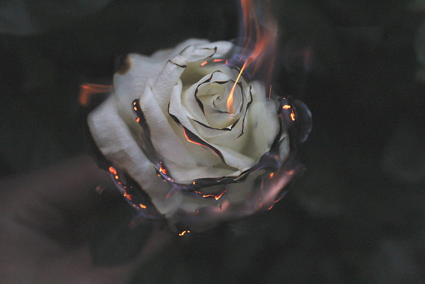 Rose Fire graphy Smoke, Flowers, , , Background, and HD wallpaper