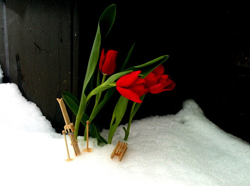 Let it snow!, winter, white, mini skis, fresh, red tulips, love, snow, green, christmas, nature, flowers, graceful, forever, sled HD wallpaper