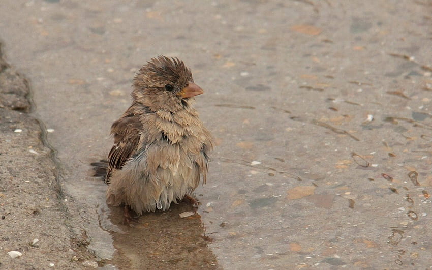 좋은 목욕 후 작은 참새, 동물, 깃털, 참새, 새, 귀여운, 재미있는, 물 HD 월페이퍼