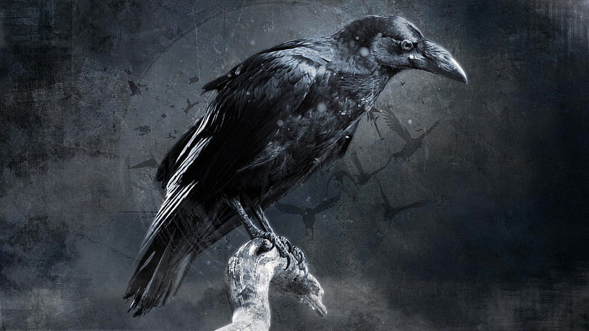 Wallpaper Of A Raven Background The Raven Picture Background Image And  Wallpaper for Free Download