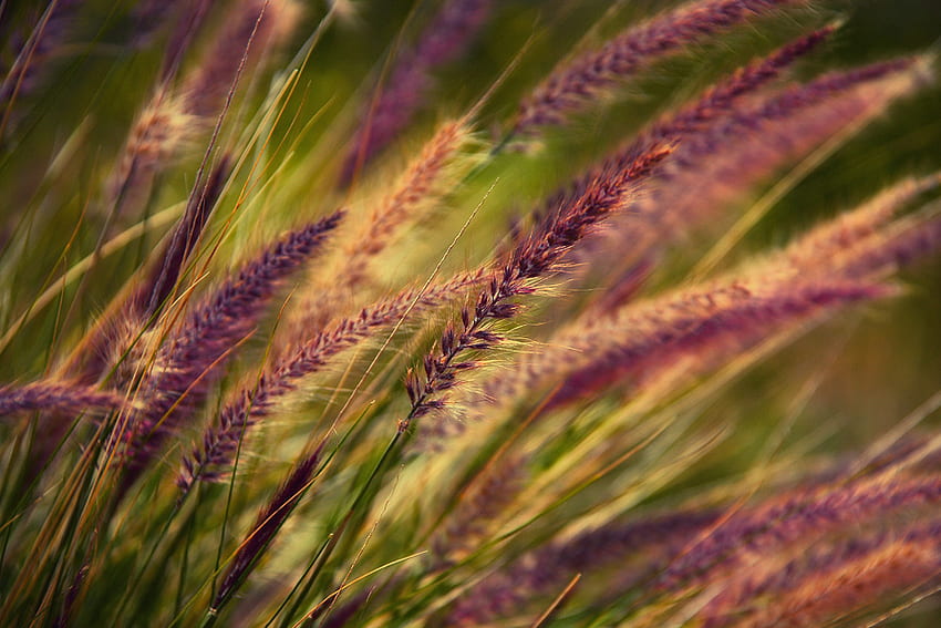 rumput, ungu, hijau, sejuk, padang rumput, indah, alam, bagus Wallpaper HD