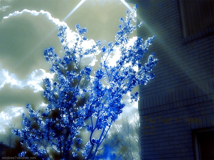Blue Flowers of Paradise, blue, abstract, light, heaven, paradise, flowers HD wallpaper