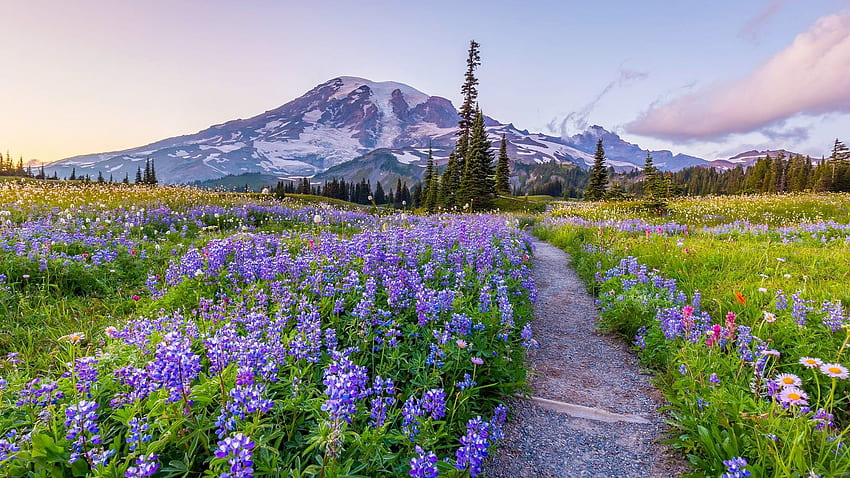Wildflowers of Mount, Mount Rainier HD wallpaper