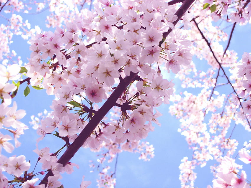 Cherry Blossoms iPhone, Aesthetic Cherry Blossom HD wallpaper
