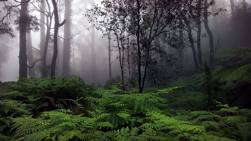 Amazonas () HD-Hintergrundbild