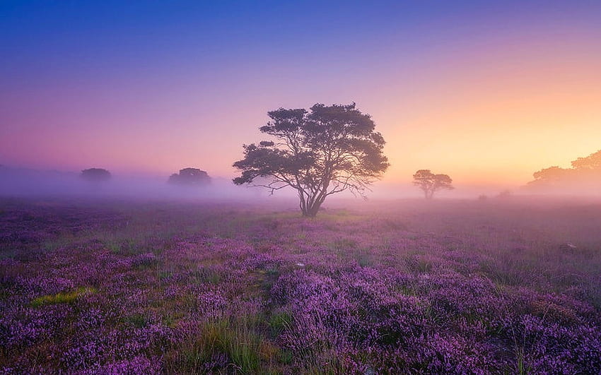 Lone Tree in a Field of Flowers, Tree, sunrise, purple, field, Mist, scenic, foggy, nature, flowers HD wallpaper