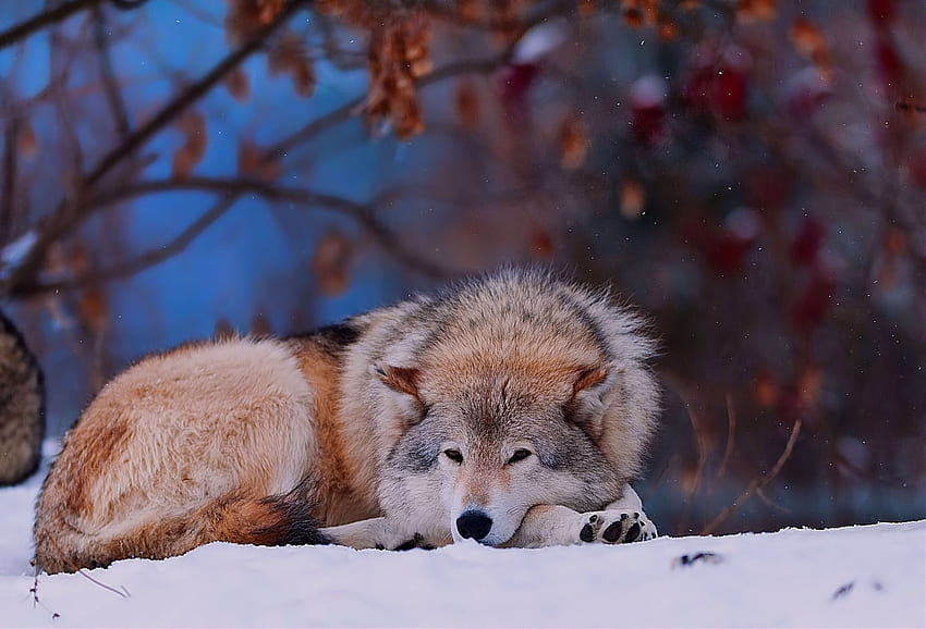 動物, 木, 雪, 森, 横になる, うそをつく, オオカミ, 風邪 高画質の壁紙