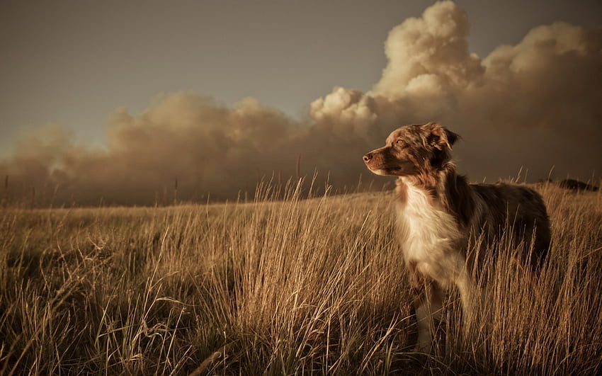 Tiere, Gras, Wolken, Hund, Feld, Wind HD-Hintergrundbild