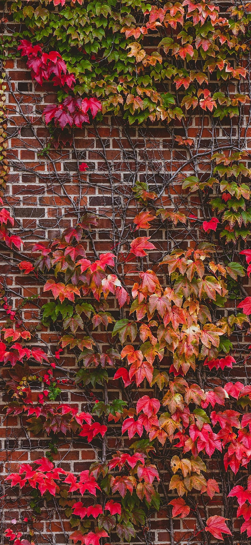 Wall, plants, red leaves iPhone XS Max, Red Leaf HD phone wallpaper