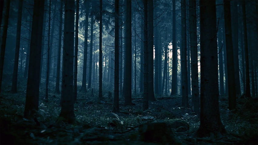 DARK FOREST - Dark Ambient Creepy Horror Windy Stalker Música fondo de pantalla