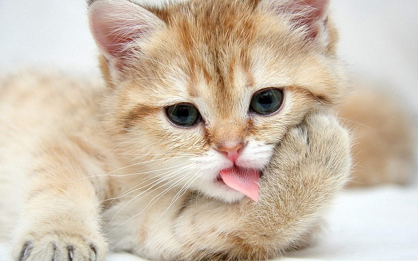 Hermoso gato, dulce, lindo, gato, hermoso, adorable fondo de pantalla