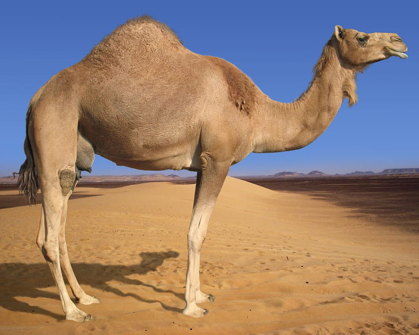 Camel HD wallpaper