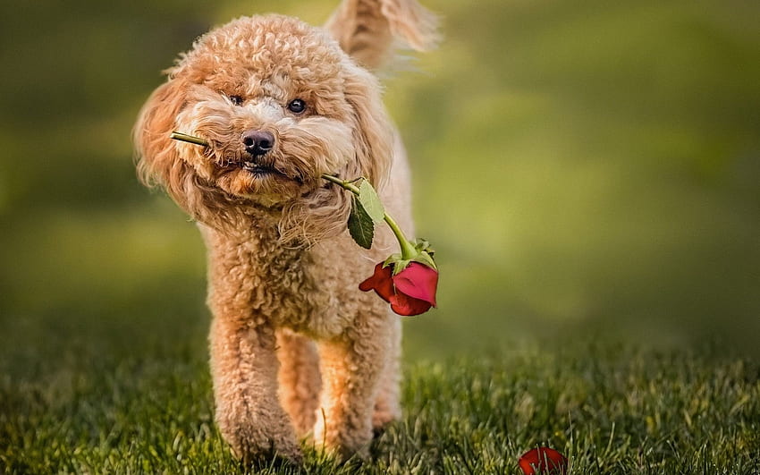 Toy Poodle, puppy, rose, curly dog, pets, dogs, Labradoodle HD wallpaper