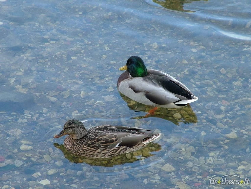 pato ilimitado fondo de pantalla hd