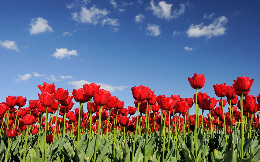 Red tulips, nature, flowers, tulips, red HD wallpaper