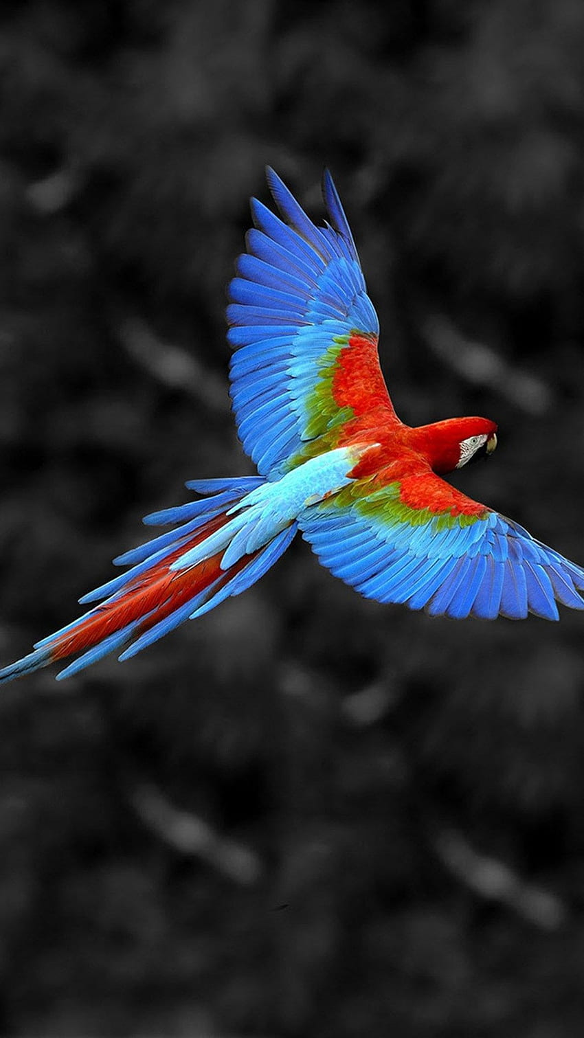 Mobile is a one stop solution for all your mobile needs, Bird HD phone wallpaper