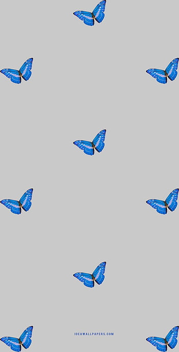 Blue grey butterfly HD wallpapers | Pxfuel